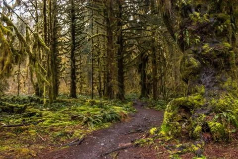 Trail through bright spring green rain forest Stock Photos