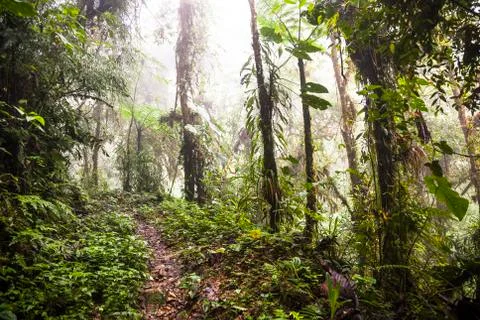 Trail through cloud forest Stock Photos