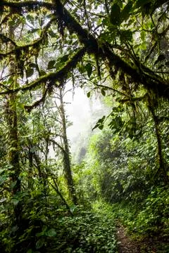 Trail through cloud forest Stock Photos