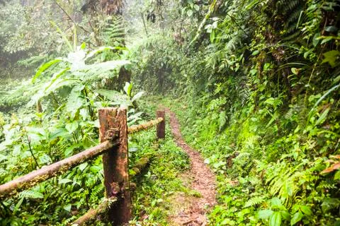 Trail through cloud forest Stock Photos