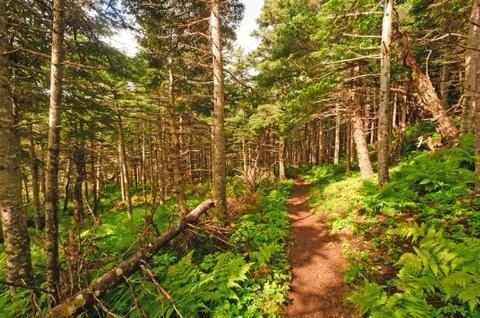 Trail through a coastal forest Stockfoto's