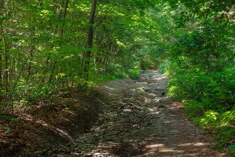 Trail through the dense beech forest in summer Stock Photos