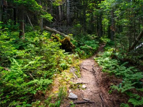 Trail Through Dense Lush Forest, Green Mountains Stock Photos