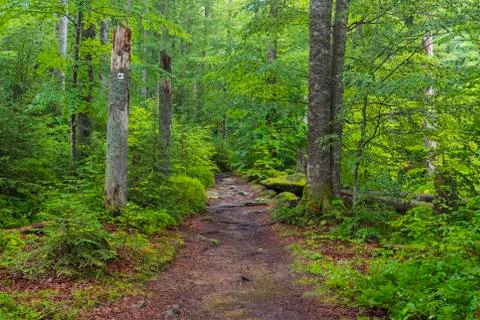 Trail through forest after rain at Waldhauser in the Bavarian Forest National Stock Photos