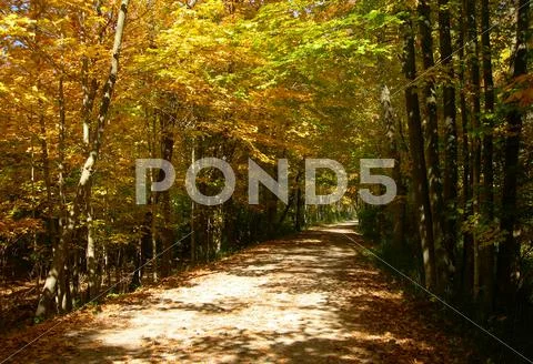 Trail through the forest in autumn Stock Photos
