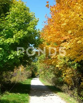 Trail through the forest in autumn Stock Photos