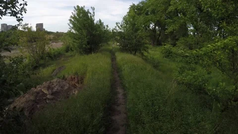 Trail through the forest with high green thick grass and large trees Stock Footage 130185859