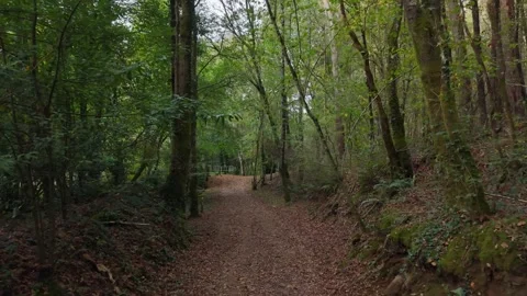 A Trail Through Forest Hike In Ruta dos muiños Stock Footage 321187809