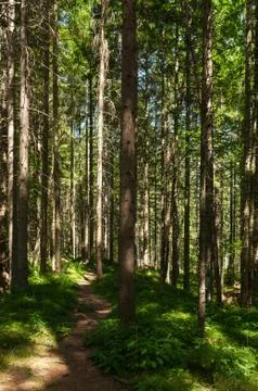 Trail through a forest of old spruce trees Stock-Fotos