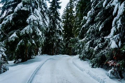 The trail through the forest Stock Photos