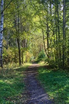 Trail through forest Stock Photos