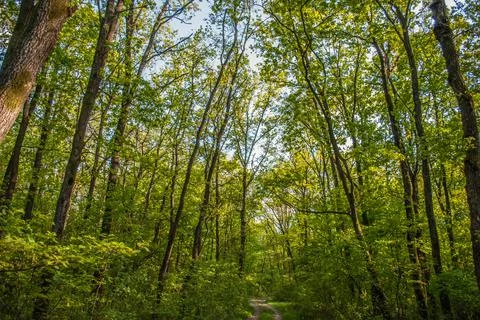 A trail through the forest Fotos Stock