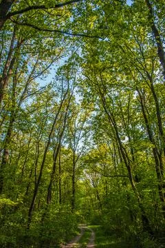 A trail through the forest Fotos Stock
