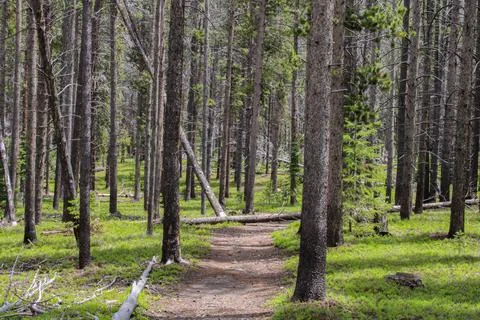 Trail through the forest 写真素材