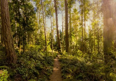 A trail through a forest of pine trees Stock Photos