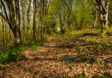 Trail through the forest in springtime Stock Photos