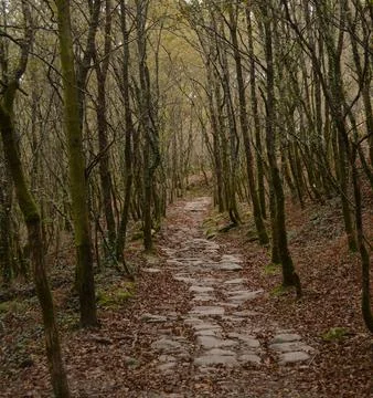Trail through a forest of trees with dry leaves Stock Photos