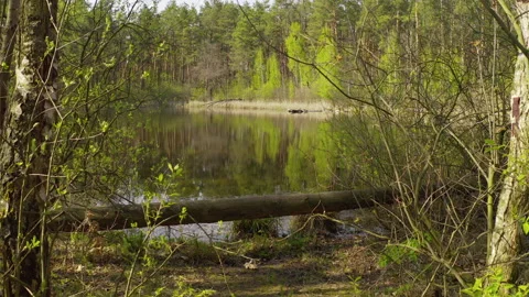 Trail through the forest to a wild small lake. spring day fishing in the wild Stock Footage 130901232