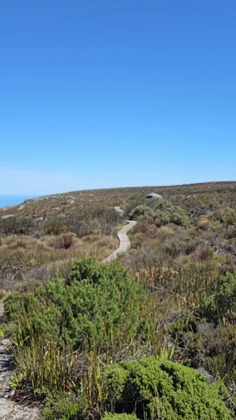 Trail through the Fynbos, Table Mountain, Cape Town, South Africa – Vertical 8K Video stock 347932876