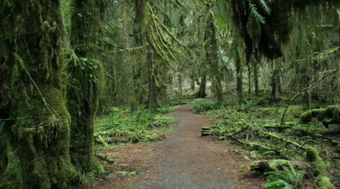 Trail through the Hall of Mosses Forest, Olympic National Park, Washington state 스톡 동영상 679472