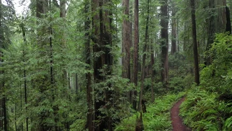 Trail through lush forest 스톡 동영상 149719076