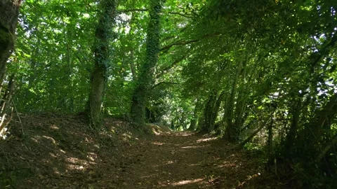 Trail Through Lush Green Forest - drone forward Stock Footage 254945659