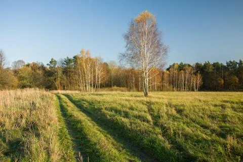 Trail through the meadow to the forest Stock Photos