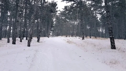 Trail through mysterious dark forest in winter Stock Footage 84946657