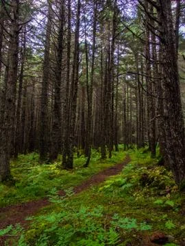 Trail through Pine Forest in Alaska Stock Photos