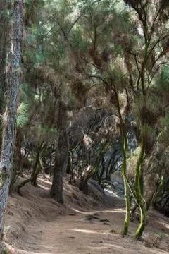 Trail through a pine forest near Refugio Del Pilar in La Palma, Spain. Stock Photos