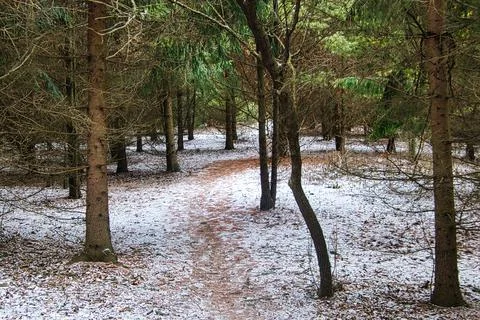 Trail Through Pines Stock Photos