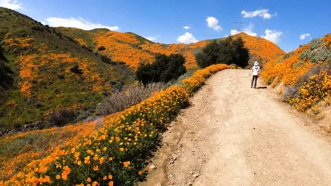 Trail through Poppies hyperlapse Stock Footage 104681745