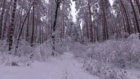 Trail Through a Shrub Covered With Snow, Pine Forest Stock Footage 99989692