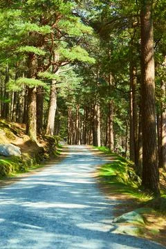 Trail through the spring forest. Stock Photos