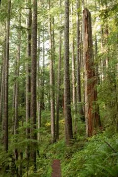 Trail through Tall trees Stock Photos