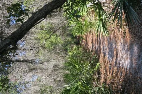 Trail through tropical setting Foto stock