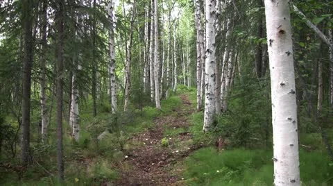 Trail through the woods, Alaska Stock Footage 21939357