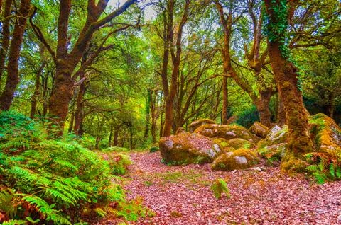 Trail through the woods Stock Photos