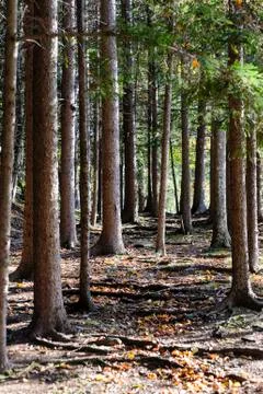 Trail through woods Stock Photos