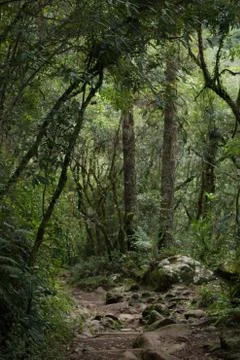 Trail through the woods 写真素材