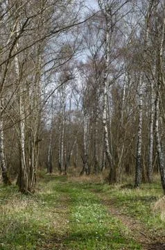 Trail through the woods at spring Foto stock