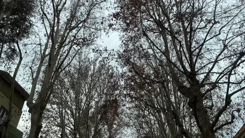 Trail of trees in the city Stock Footage 232221369