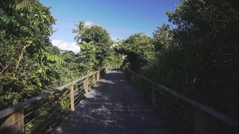 Trail on tropical forest Video stock 128094553