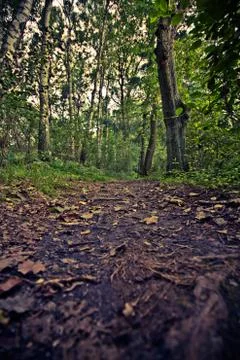 Trail trough the forest. Stock Photos