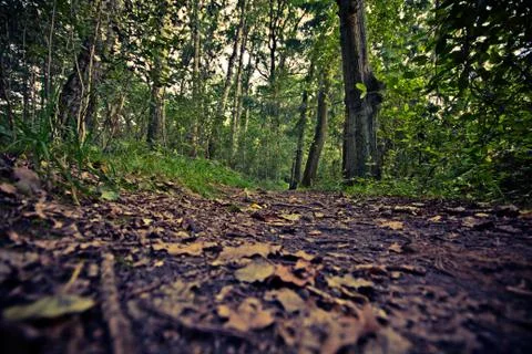 Trail trough the forest. Stock Photos