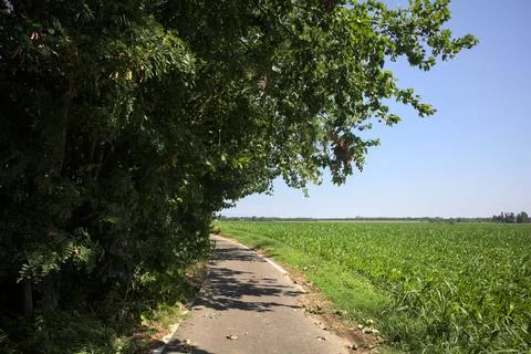 Trail under a tree branch Stock Photos