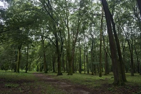 Trail under trees in a park Stock Photos