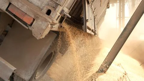 Trail unloading grain in a warehouse. Stock Photos