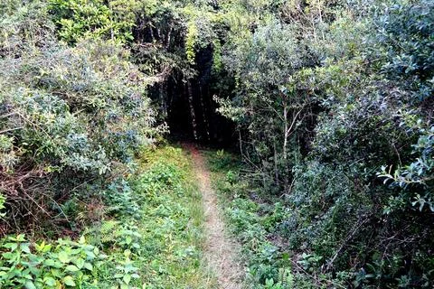 Trail with vegetation tunnel Stock-Fotos