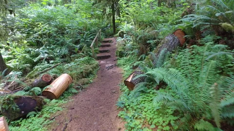 Trail walk Olympic Peninsula through old growth cedar tree forest Stock Footage 64055994